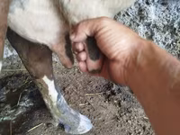 Cow, Cattle — photo 2