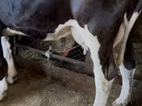 Сиыр, Swiss cattle — 5-сурет