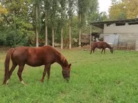 Caballo, Caballos — foto 1
