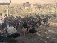 Turkeys — foto 4