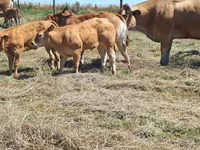 Vaca, Raza de vaca — foto 3