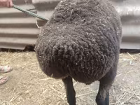 Oveja, Saryarka sheep — foto 3