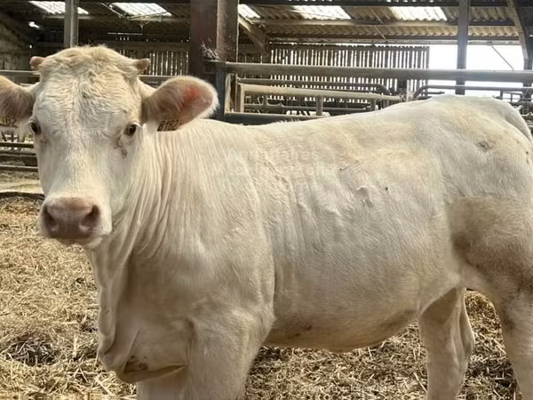 Сиыр, Charolais cattle