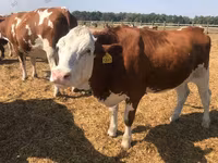 Kuh, Holstein-Rasse — Foto 1