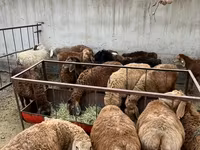 Schaf, Schafe — Foto 1
