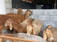 भेड़, भेड़ — फ़ोटो 3