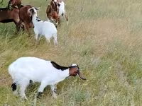 عنزة, Nubian Goat — الصورة 4