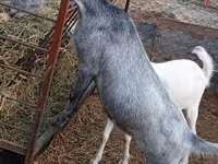 Goat, Saanen goat — photo 3