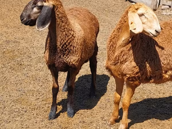 Қой, Arashan sheep