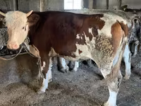 सांड, Simmental cattle — फ़ोटो 8