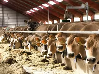 Cow, Holstein breed — photo 3