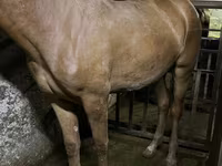 Mare, Horses — photo 3