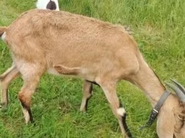 عنزة, Nubian Goat