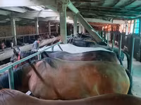 Yegua, Caballos — foto 6