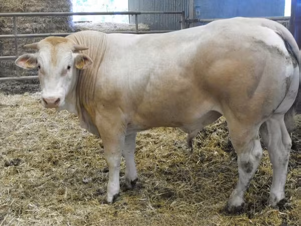 Бұқа, Blonde d’Aquitane cattle