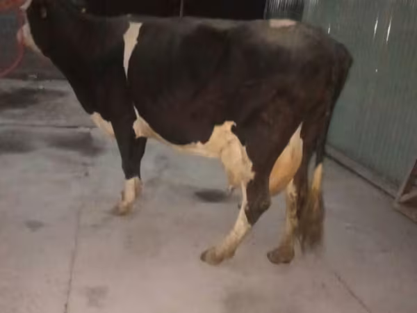 Cow, Holstein breed