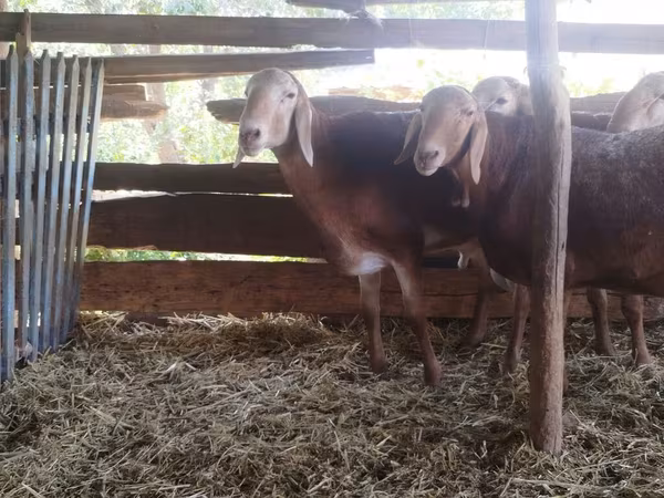 मेढ़ा, Arashan sheep — किर्गिज़स्तान