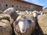 公羊, Hissar sheep — 照片 3