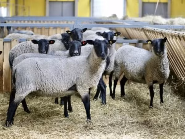 Sheep, Romanov sheep