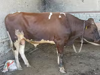 Bull, Cattle — photo 2