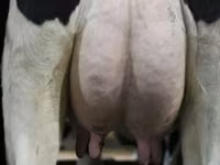 Сиыр, Swiss cattle — 5-сурет