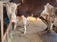 Бұқа, Simmental cattle — 1-сурет