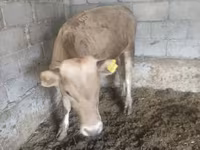 ثور, Simmental cattle — الصورة 8