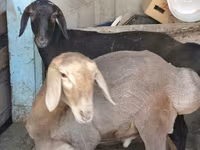Ram, Hissar sheep — photo 4