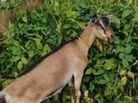 عنزة, Saanen goat — الصورة 7