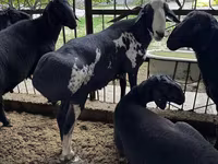 Қошқар, Rhon sheep — 4-сурет