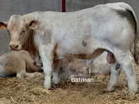 Бұқа, Charolais cattle — 3-сурет