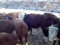 Bull, Cattle — photo 7