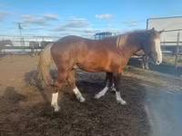 Caballo, Caballos — foto 3