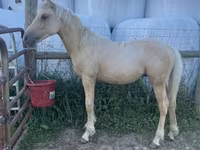 Hengst, Palomino — Foto 1