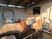 Ram, Sheep — photo 2