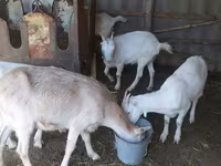 عنزة, LaMancha goats — الصورة 5