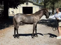 Бие, Rocky Mountain Horse — 6-сурет