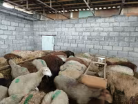 Sheep, Sheep — photo 2