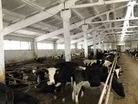 Сиыр, Yaroslavl cattle — 6-сурет