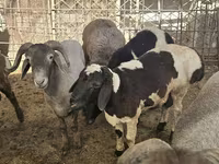 Sheep, Sheep — photo 4