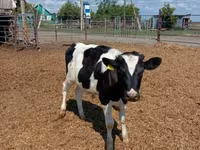 公牛, Russian Black pied cattle — 照片 1