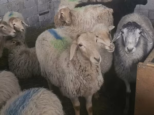 Қой, Tian-Shan semifinewool sheep