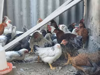 Chickens — Foto 3