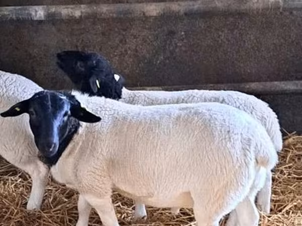 Қошқар, Dorper sheep