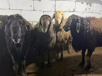 Қошқар, Arashan sheep — 1-сурет