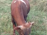 Bull, Cattle — photo 1