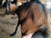 Теке, Nubian Goat — 2-сурет