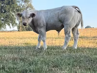 Toro, Raza de vaca — foto 8
