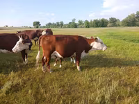 Сиыр, Latvian Blue cattle — 3-сурет