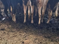 Cow, Swiss cattle — photo 5